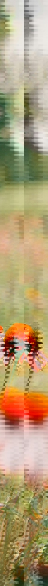 Aaron Burden Rfjyeaafbfa Unsplash